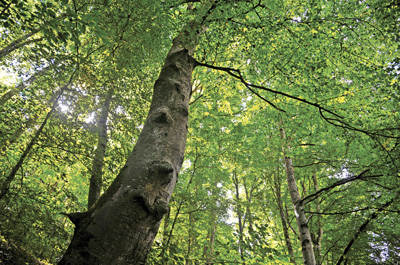 Un Arbre 