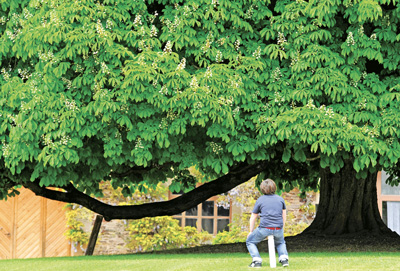 Arbre dans les Haras de Rodez