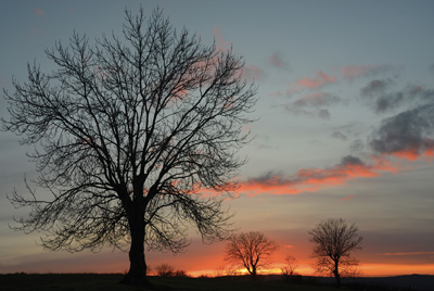 Coucher de soleil avec les arbres en ombres chinoises