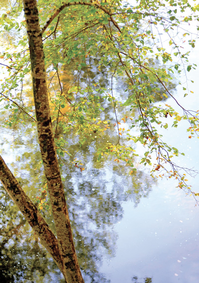 la vie en vert