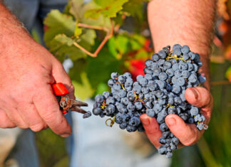 Grappes Vallon 00