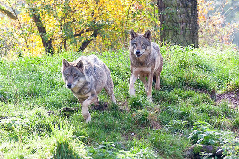 la vallée des loups image