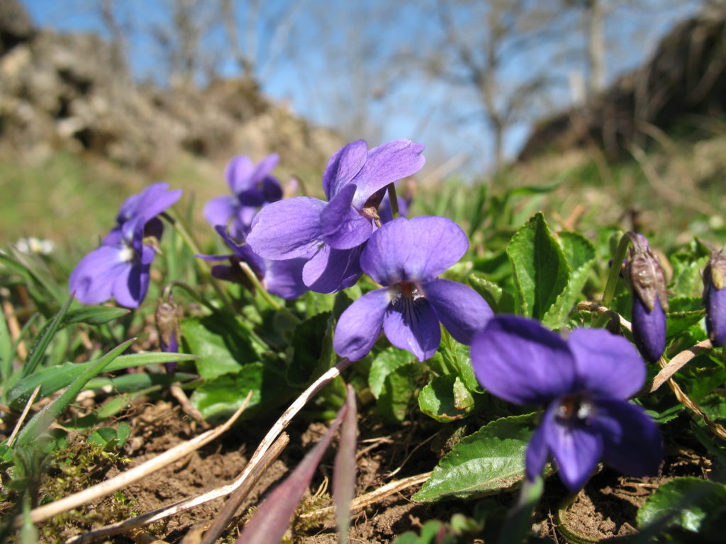 Viola odorata