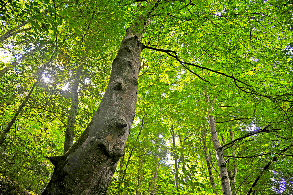 forêt