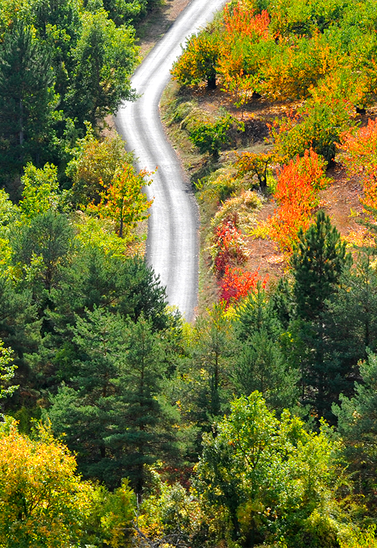 forêt aveyronnaise