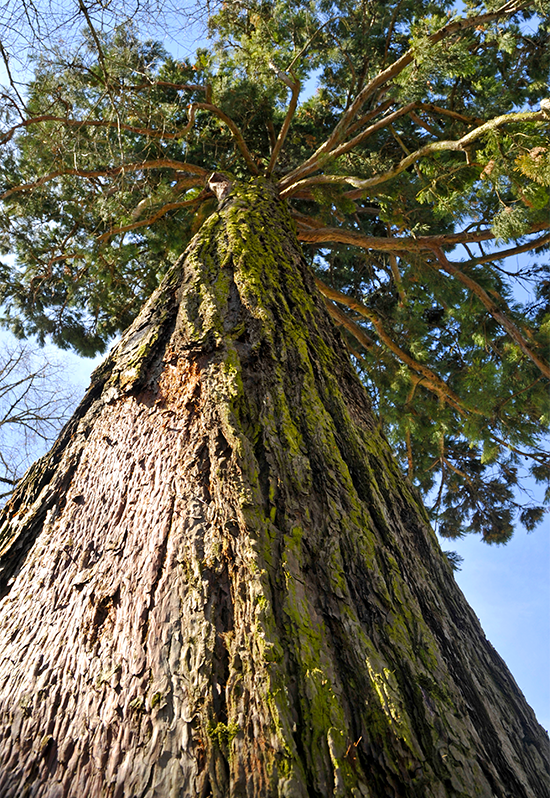 forêt