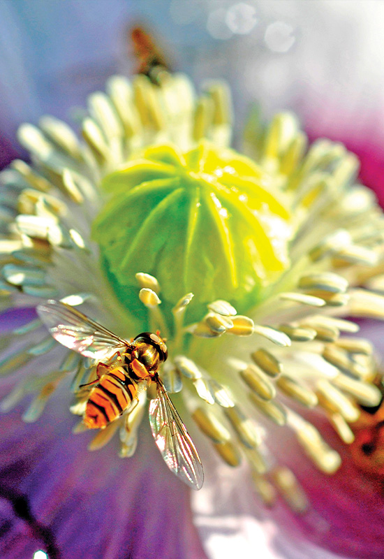 Biodiversité