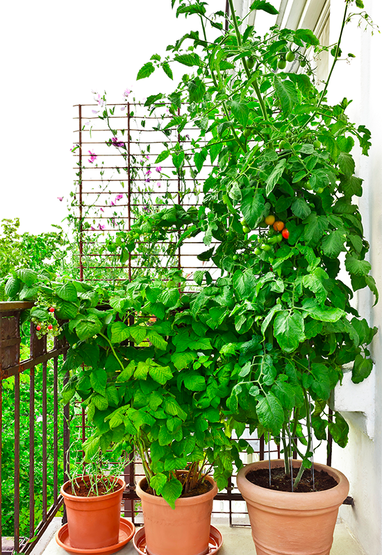 Balcon jardin