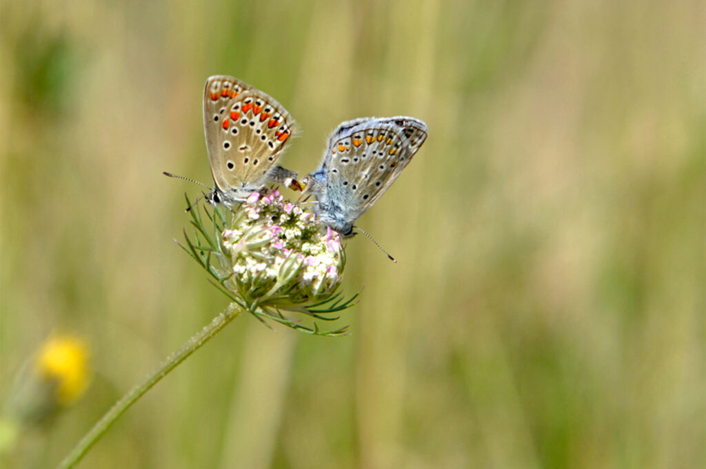 Flore des causses