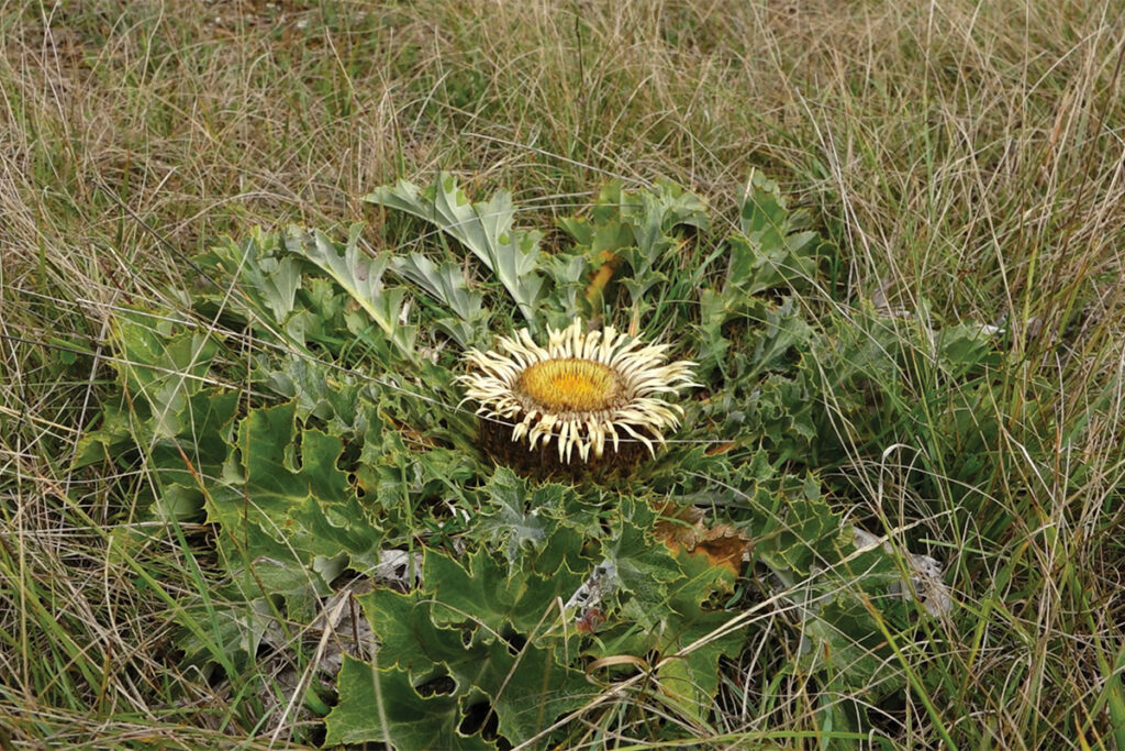 Flore des causses - Cardabelle