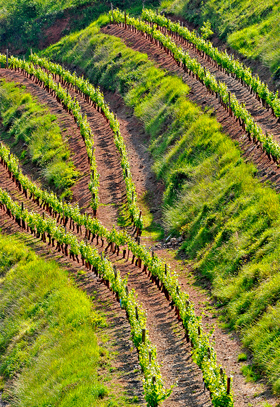 Vignes Vallon 01