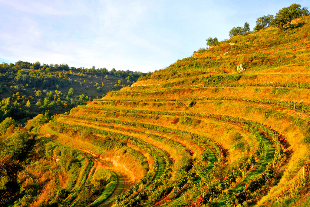 Vignes Vallon