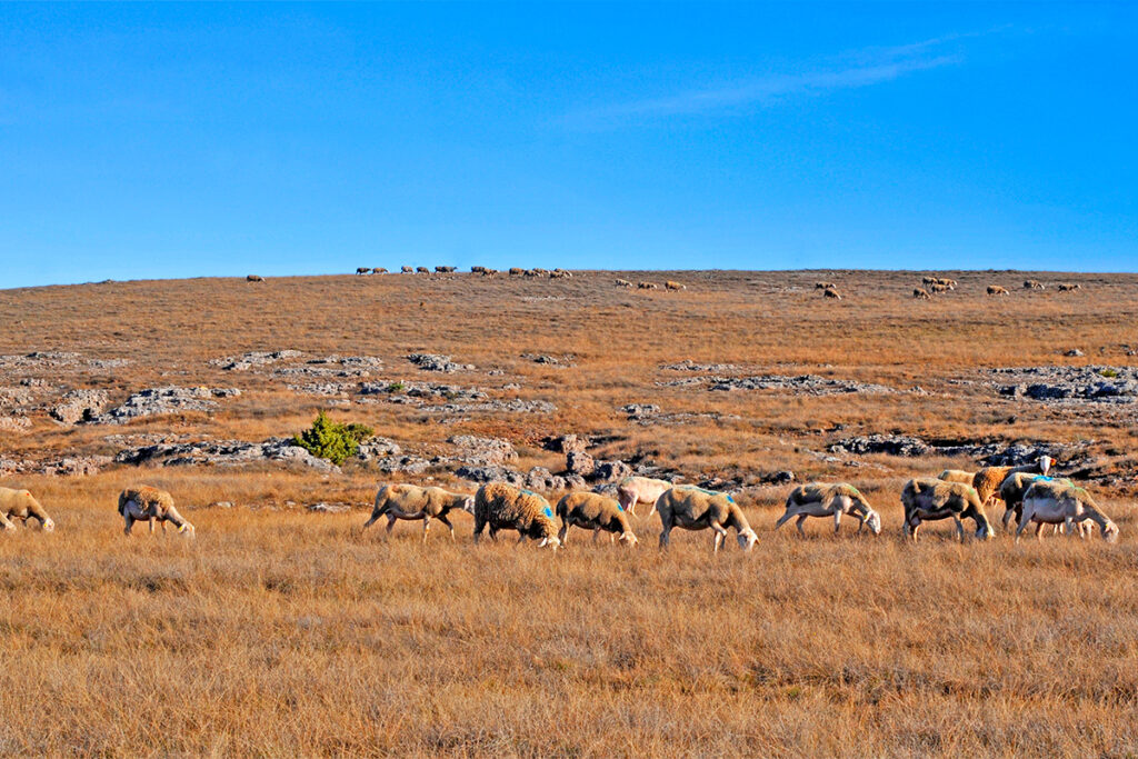 Biodiversite causse 02