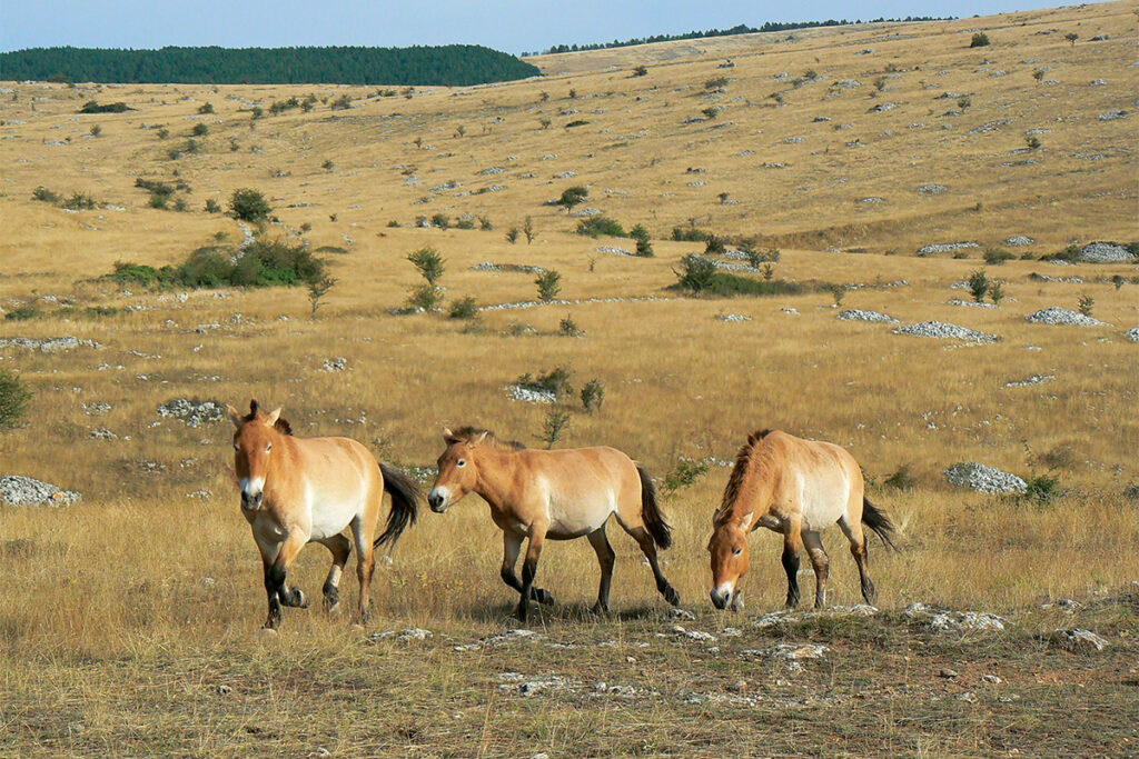 Biodiversite causse 03