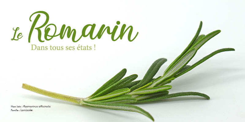 Le Romarin dans tous ses états !