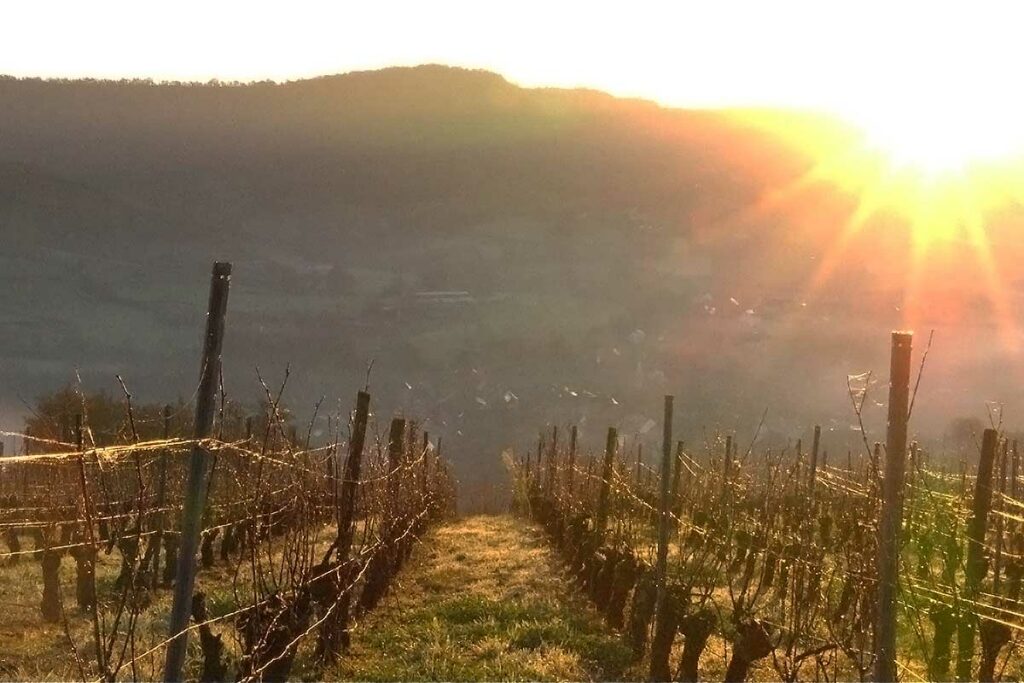 Levé de soleil en hivers sur la vigne de Clairvaux