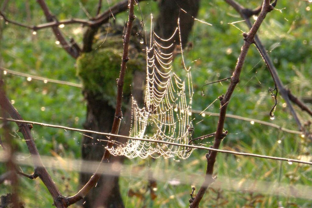 Vignes Hivers2