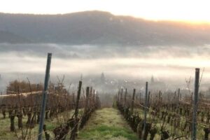 Vigne en hiver