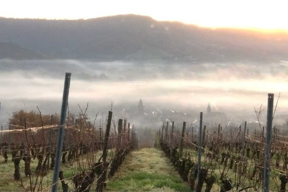 Vigne en hiver