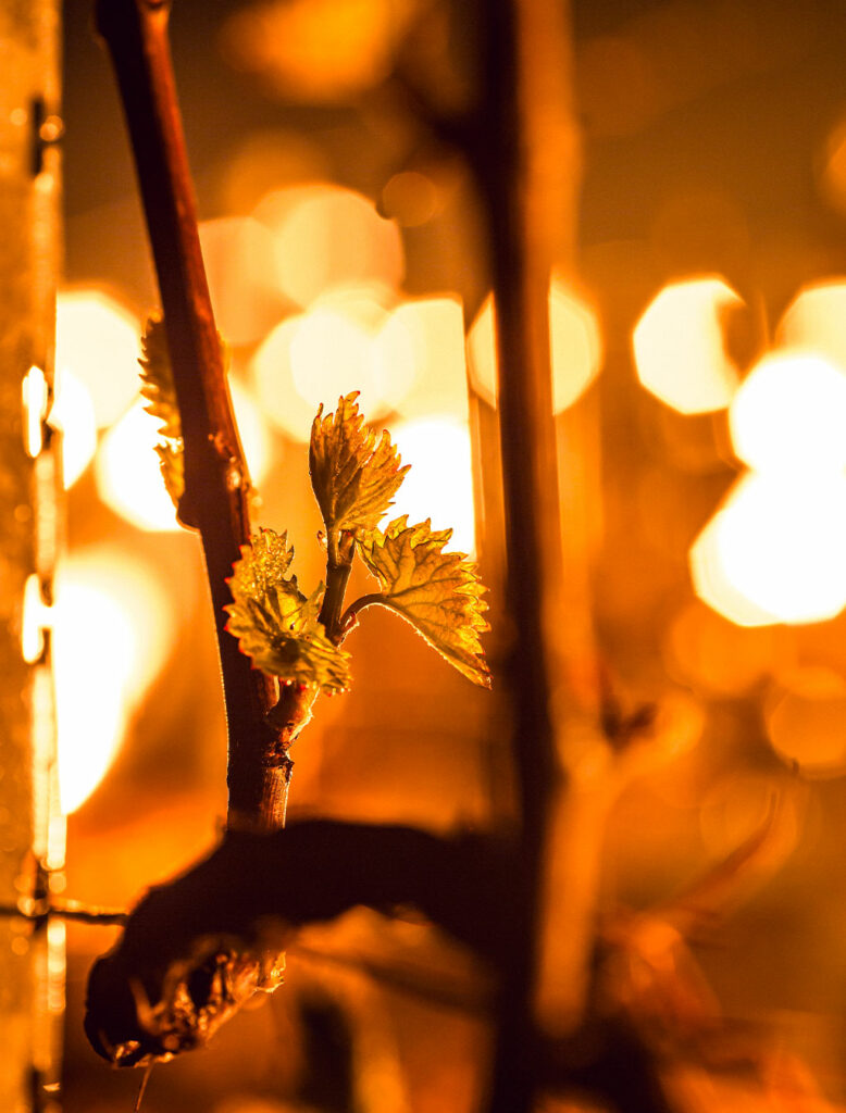 chaufferettes-vigne