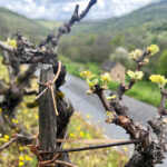 bourgeons de vigne au printemps