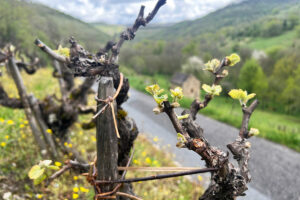 bourgeons de vigne au printemps