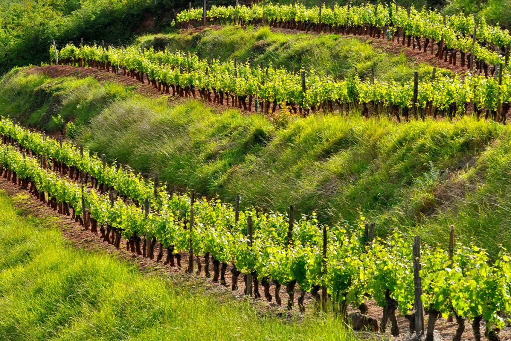 Vignes Printemps