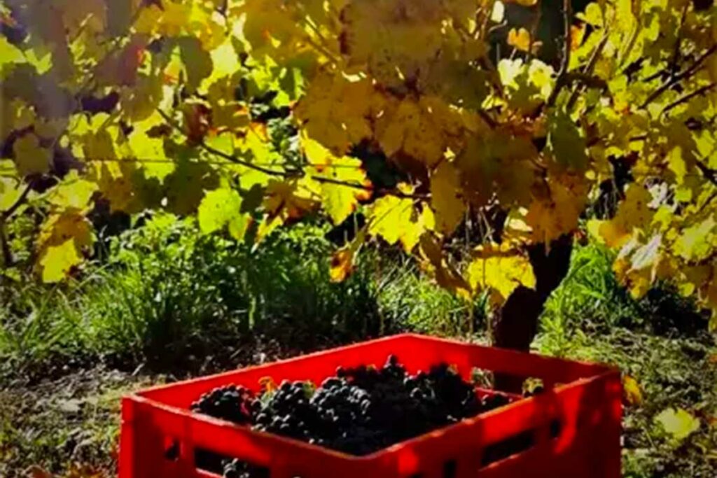 domaine des boissières