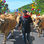 transhumance sur l'Aubrac