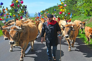 transhumance sur l'Aubrac