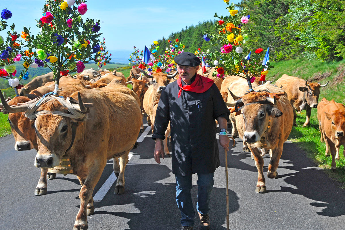 transhumance sur l'Aubrac