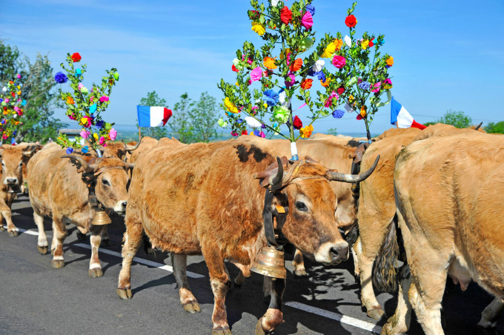 La Transhumance en Aubrac 4 transhumance sur l'Aubrac
