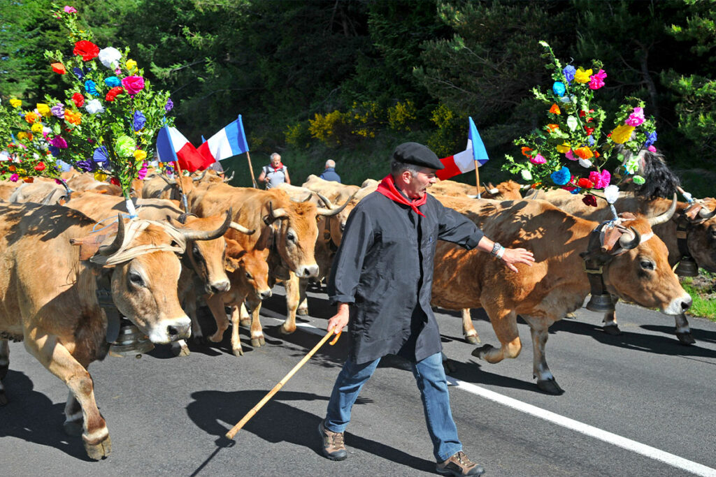 La Transhumance en Aubrac 3 transhumance sur l'Aubrac