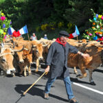 transhumance sur l'Aubrac