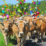 transhumance sur l'Aubrac