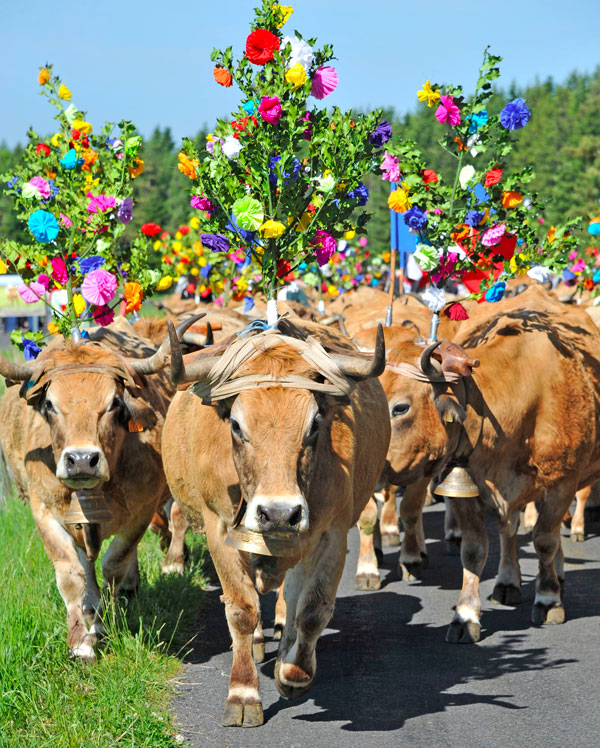 La Transhumance en Aubrac 1 transhumance sur l'Aubrac