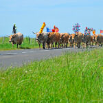 transhumance sur l'Aubrac
