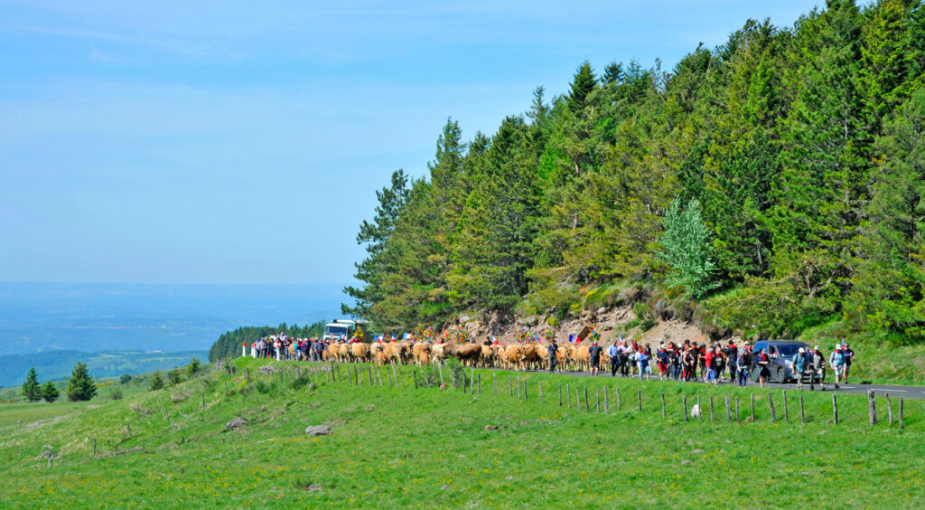 La Transhumance en Aubrac 2 transhumance sur l'Aubrac