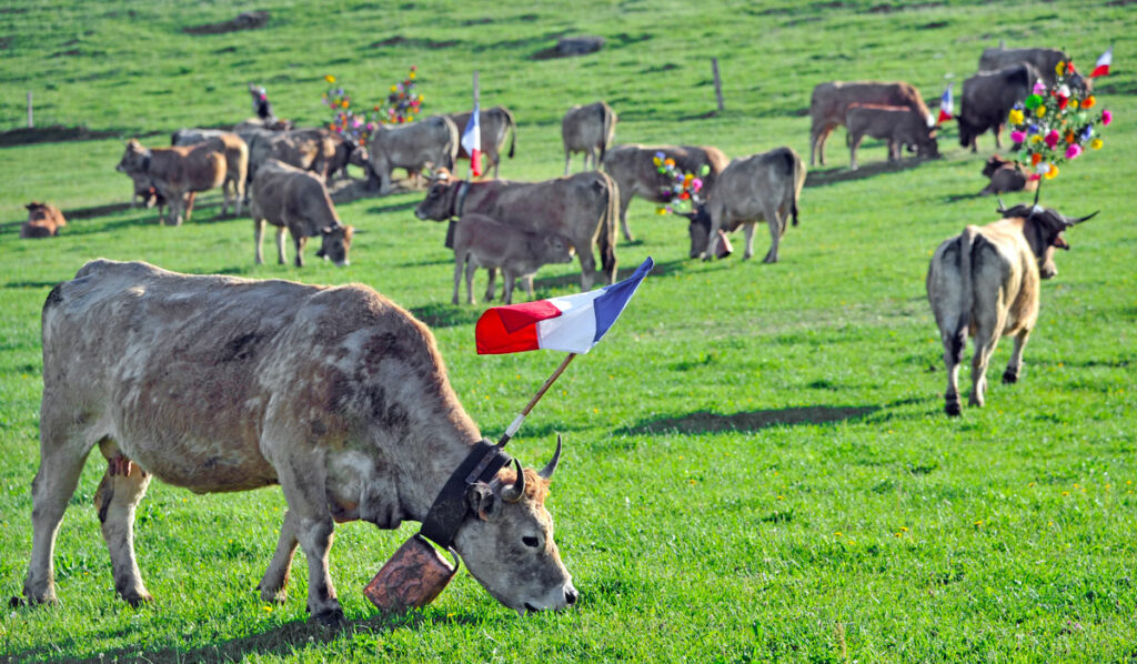 La Transhumance en Aubrac 9 transhumance sur l'Aubrac