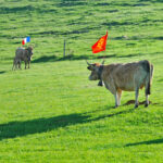 transhumance sur l'Aubrac