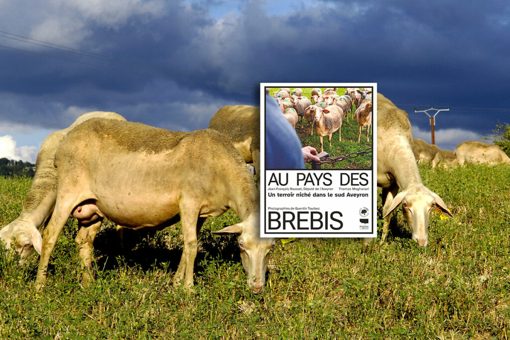 brebis