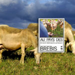 brebis