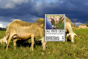 brebis