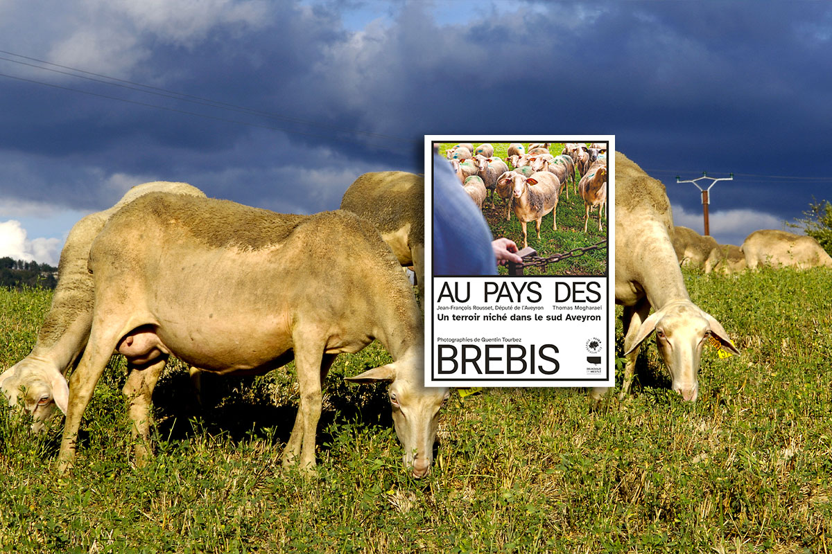 brebis