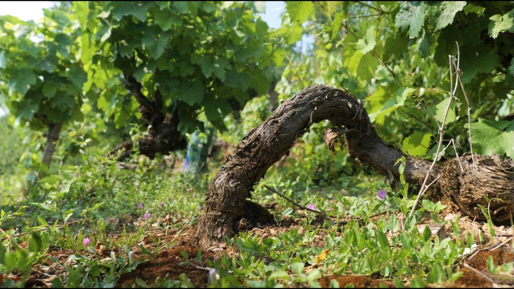 Vigne en été
