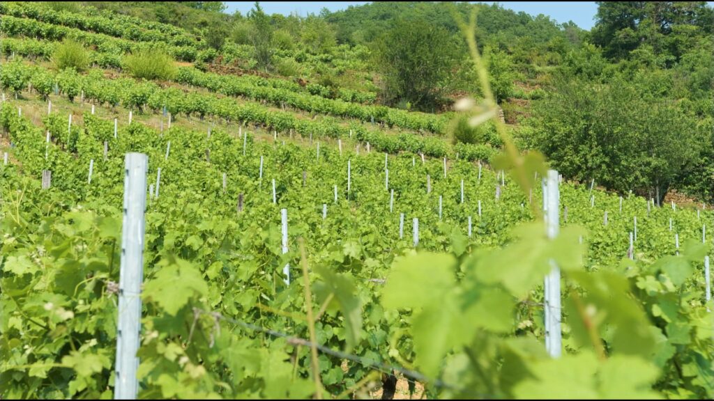 Vigne en été