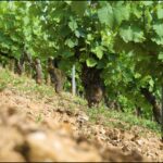 Exposition VENDANGES 77 7 Vigne en été