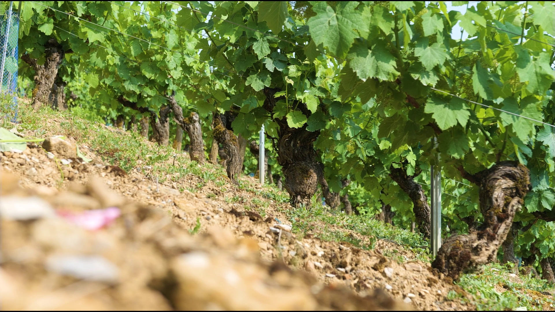 Vigne en été