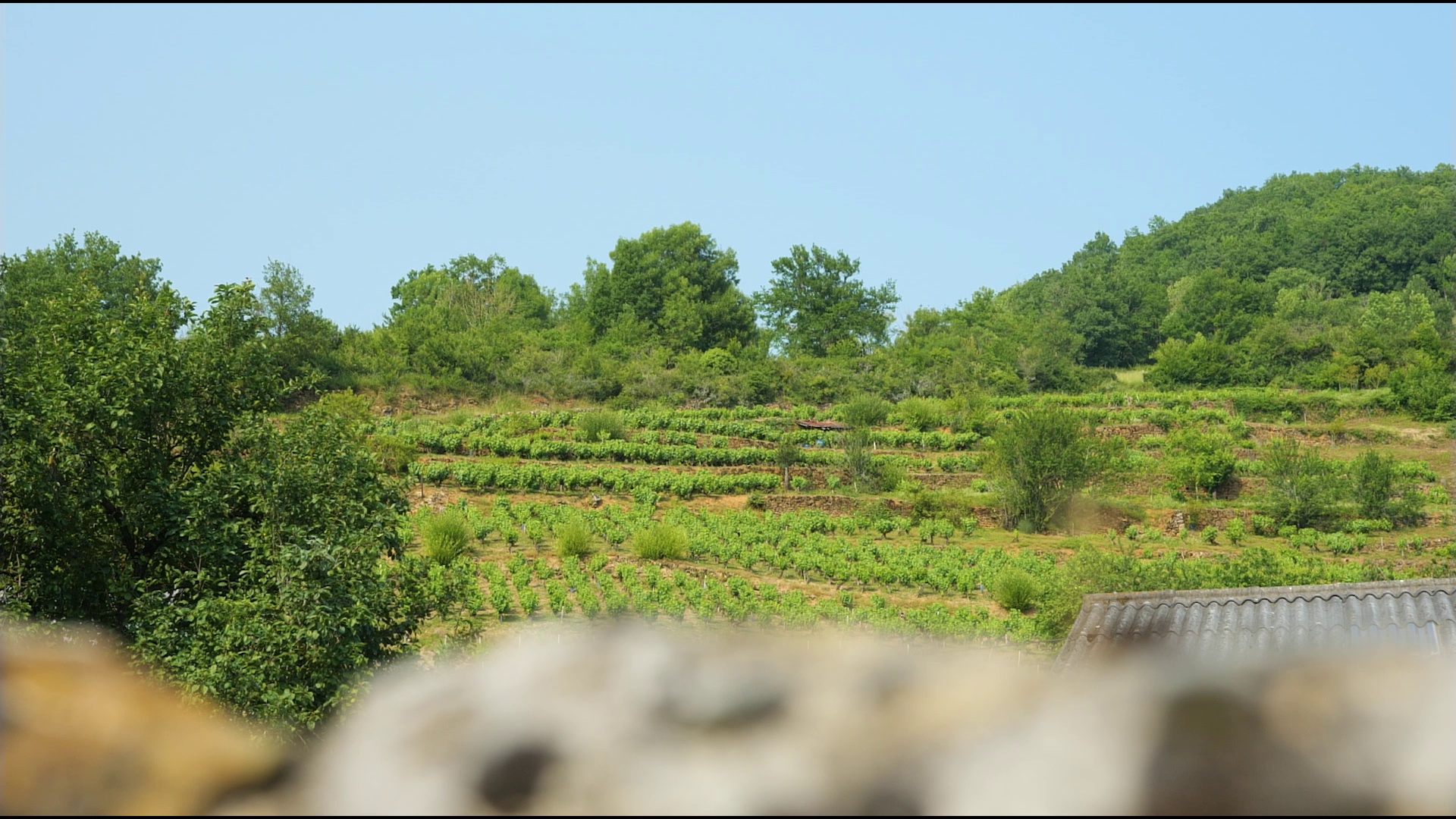 Vigne en été