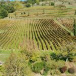 Magazine MILLESIME 6 Domaine du Mioula